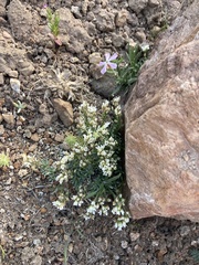 Cusickiella douglasii
