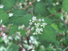 Neillia incisa