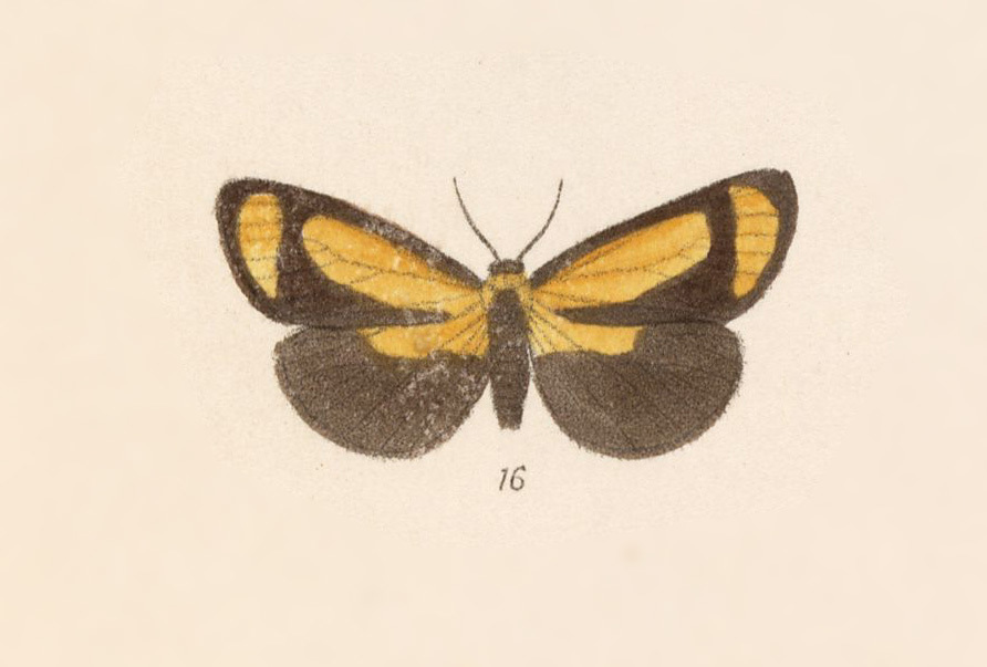 Eucyclopera