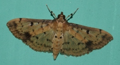 Herpetogramma cynaralis