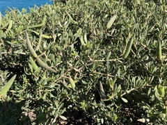 Periploca laevigata angustifolia