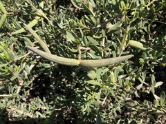 Periploca laevigata angustifolia
