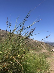 Carex serratodens