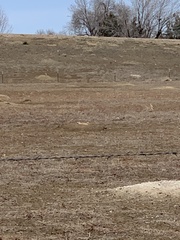 Cynomys ludovicianus