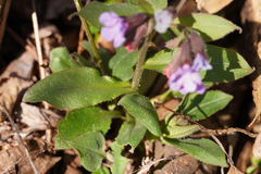 Pulmonaria