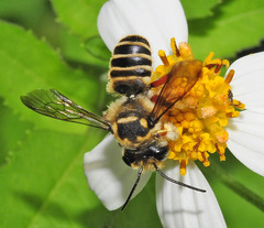 Megachile poeyi