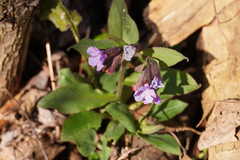 Pulmonaria