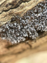 Physarum didermoides