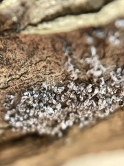 Physarum didermoides