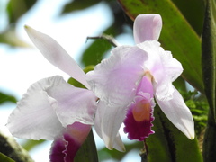 Cattleya trianae