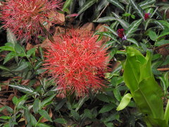 Scadoxus