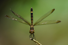 Micrathyria laevigata