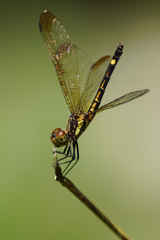 Micrathyria laevigata