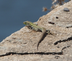 Podarcis siculus