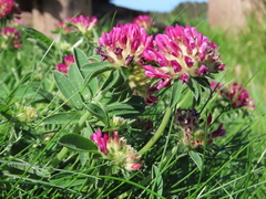 Anthyllis vulneraria iberica