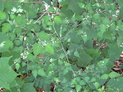 Neillia incisa