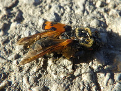 Nicrophorus vestigator