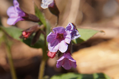Pulmonaria