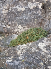 Oldenburgia intermedia