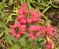 Euphorbia pulcherrima image