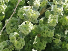 Pseudodictamnus undulatus