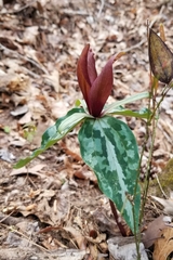 Trillium underwoodii