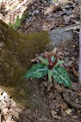 Trillium underwoodii