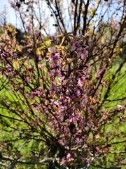 Ungnadia speciosa