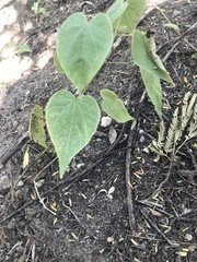 Abutilon grandifolium