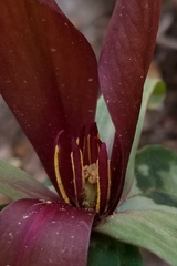 Trillium underwoodii