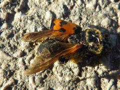 Nicrophorus vestigator