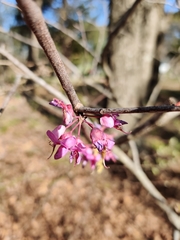 Ungnadia speciosa