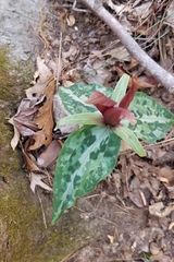 Trillium underwoodii