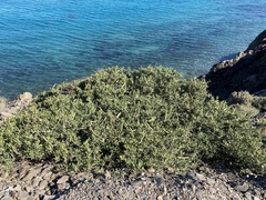 Periploca laevigata angustifolia