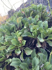 Limonium cossonianum