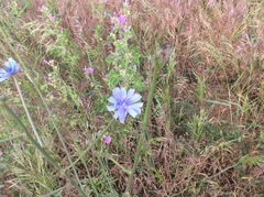 Cichorium intybus