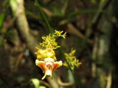 Oncidium adelaidae