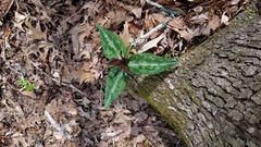 Trillium underwoodii