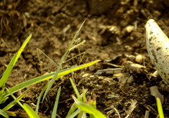 Schizocephala bicornis