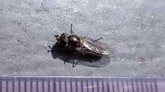 Meliscaeva auricollis