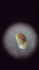 Cyprididae