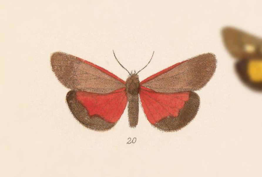 Virbia semirosea