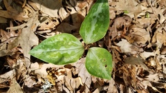 Trillium underwoodii
