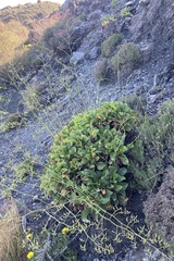 Limonium cossonianum