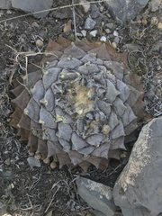 Ariocarpus retusus