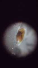 Cyprididae