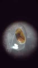 Cyprididae