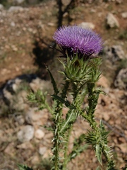 Onopordum cynarocephalum