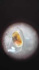 Cyprididae