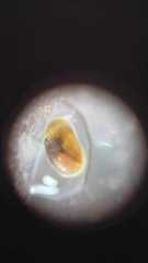 Cyprididae